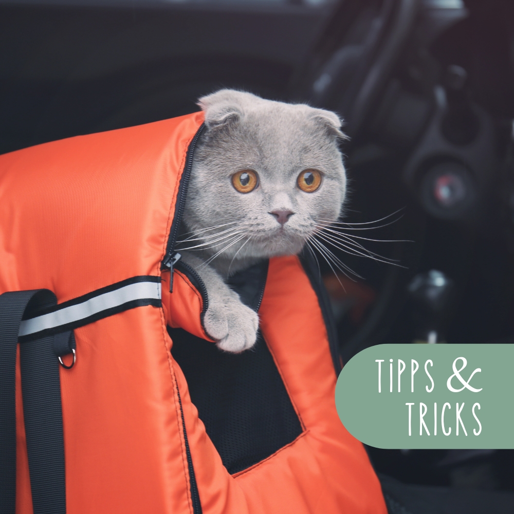 Tipps gegen Reiseübelkeit bei Hunden und Katzen